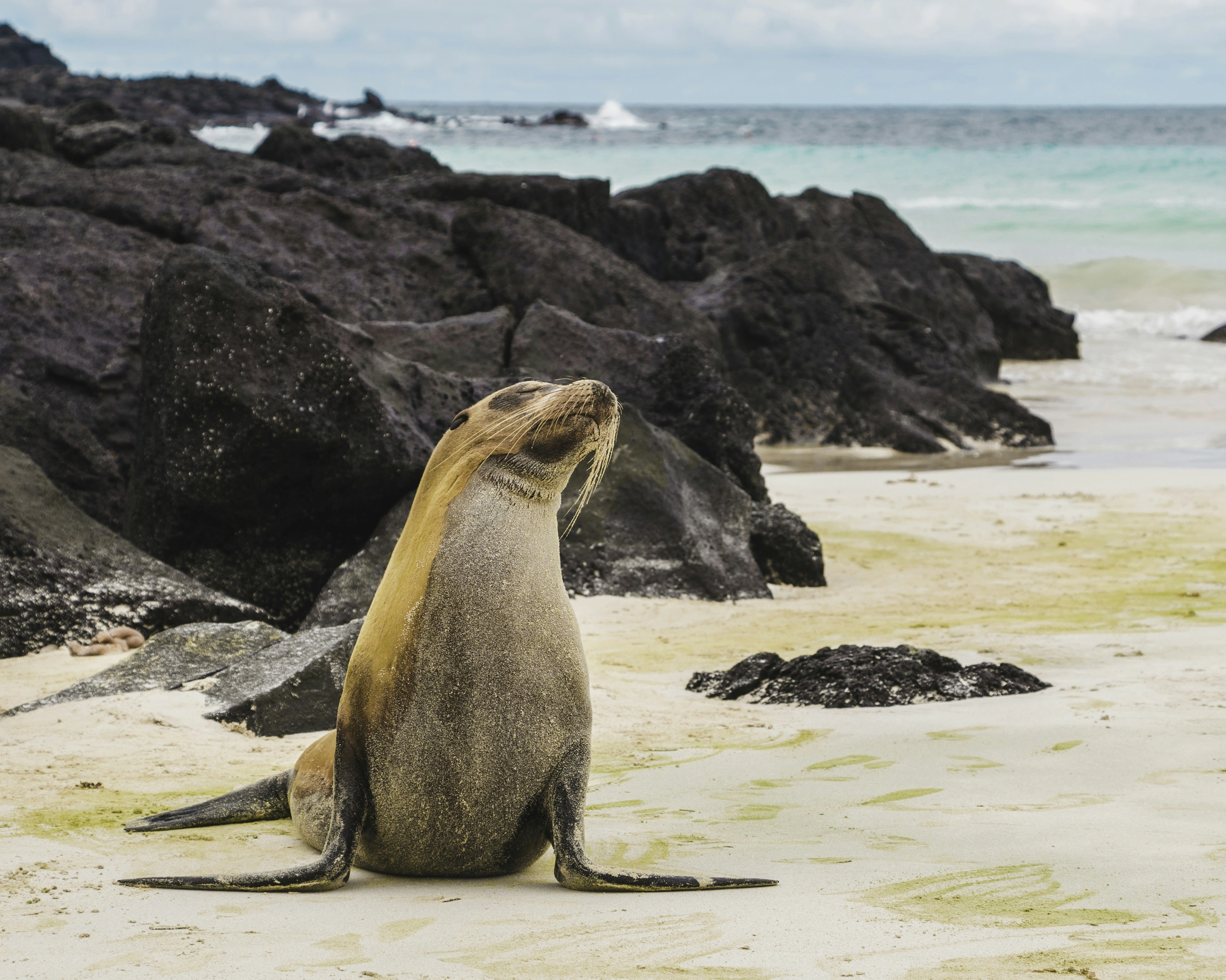 Lion de mer sur une plage des Galápagos, près de l'île de Baltra