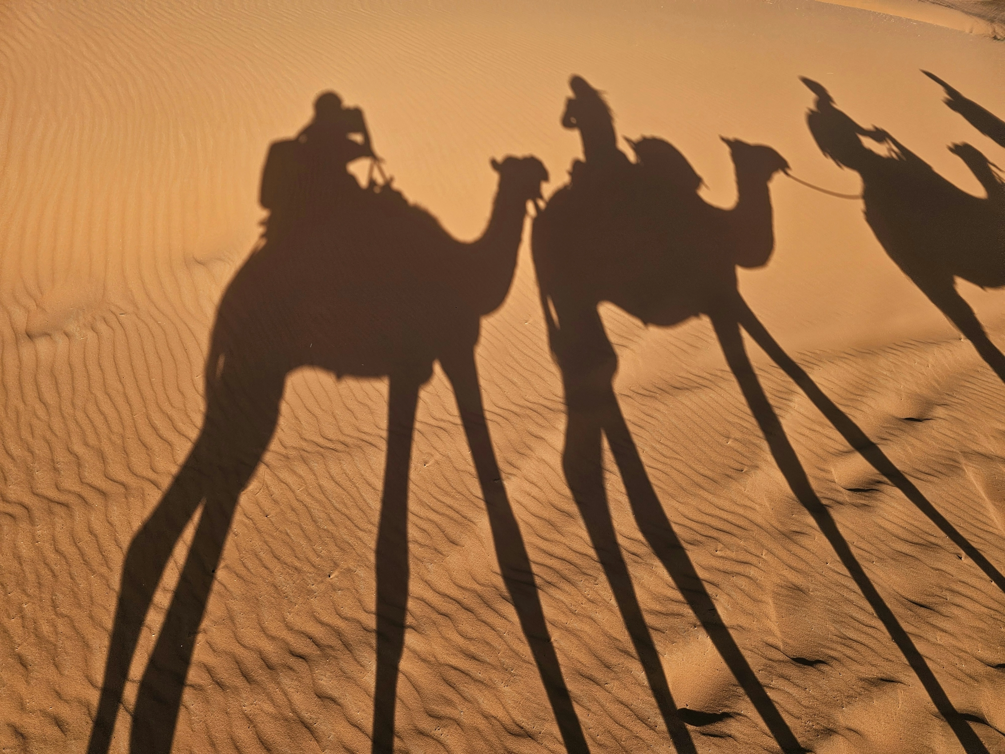Ombres d'une caravane de dromadaires sur les dunes de Douz au coucher du soleil