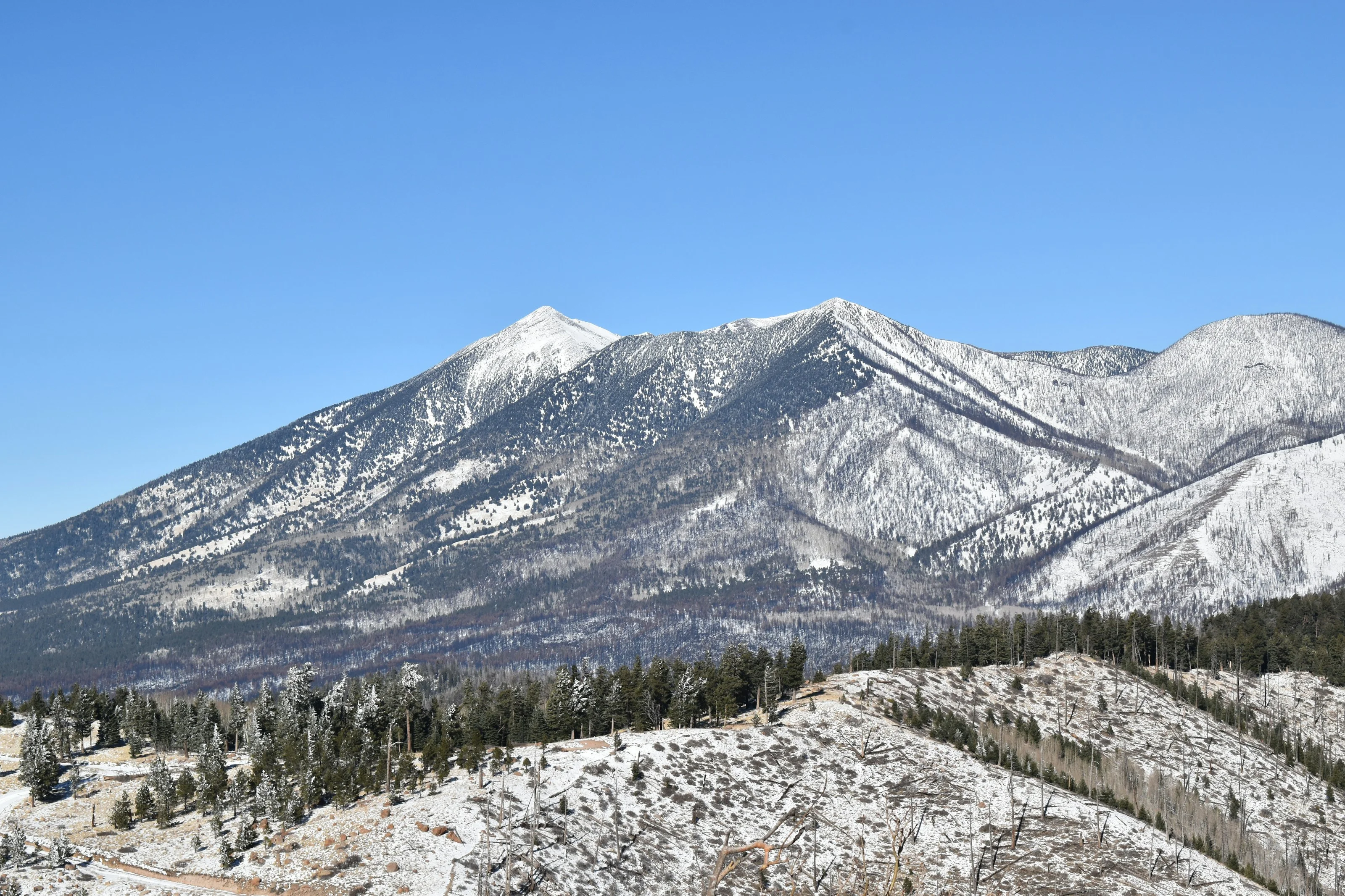 San Francisco Peaks nevados vistos desde una cresta de pinos cerca de Flagstaff