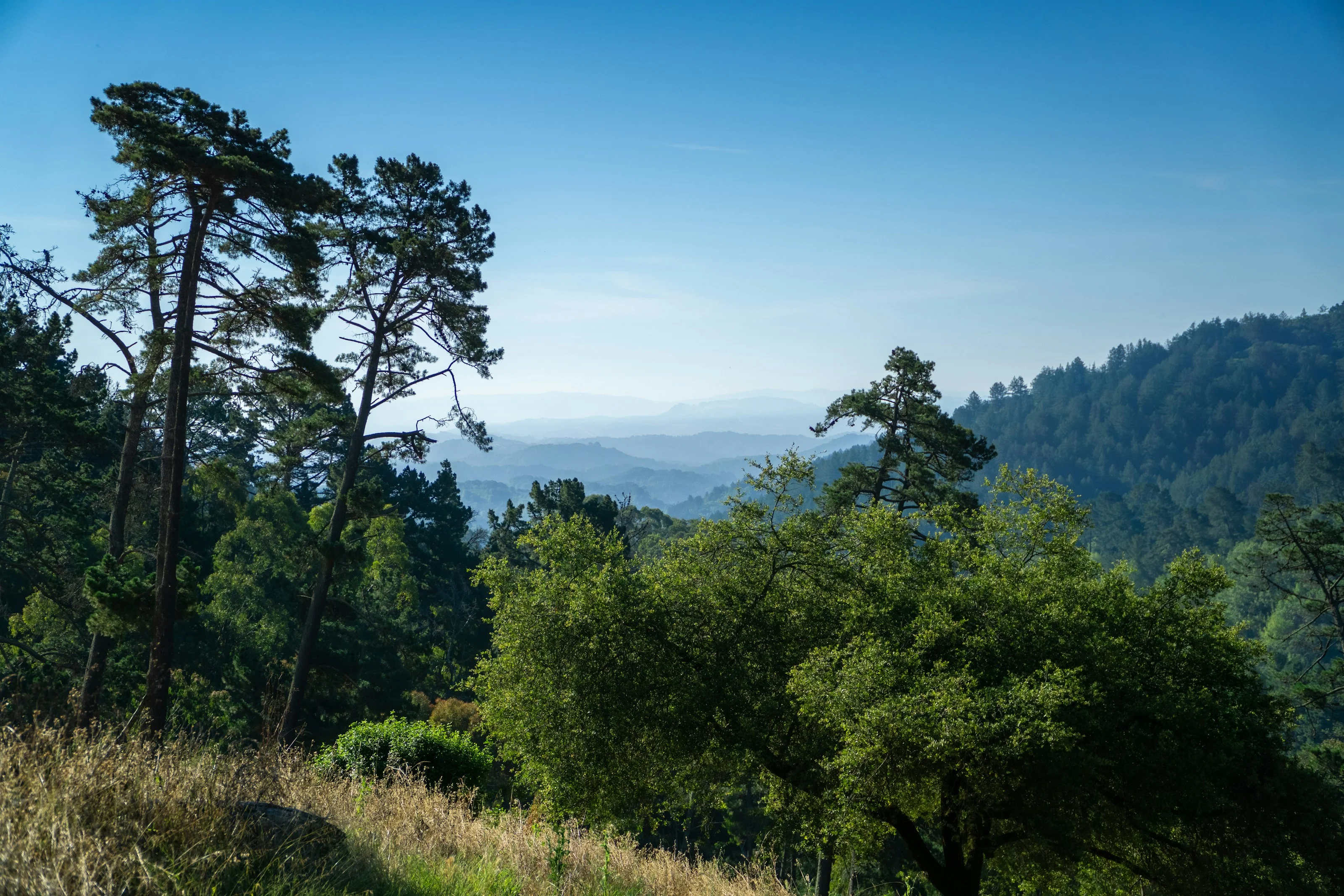 Nebliger Blick über die mit Redwoods bewaldeten Hügel bei Oakland
